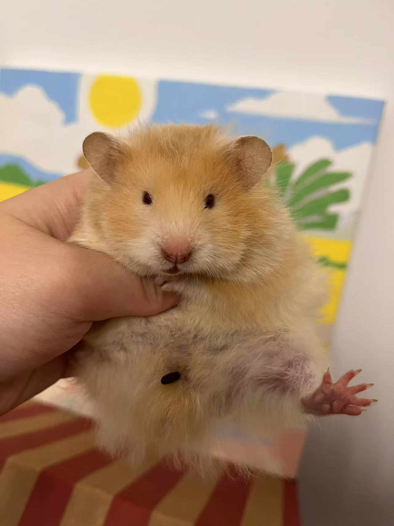 仓鼠